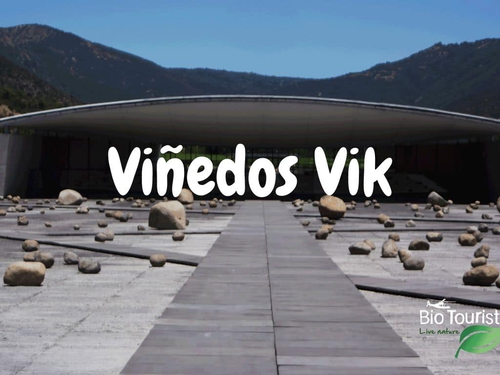 Viñedos VIK